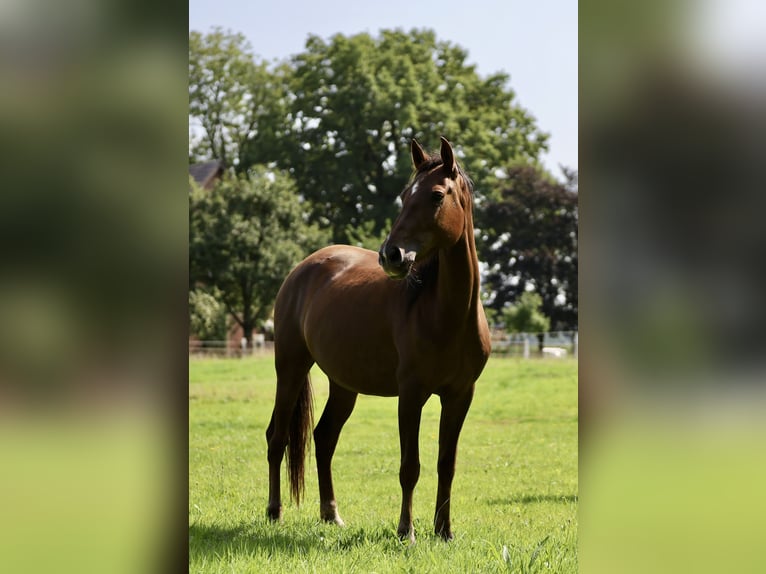 Andalusian Mare 9 years 15,1 hh Brown in Berlin