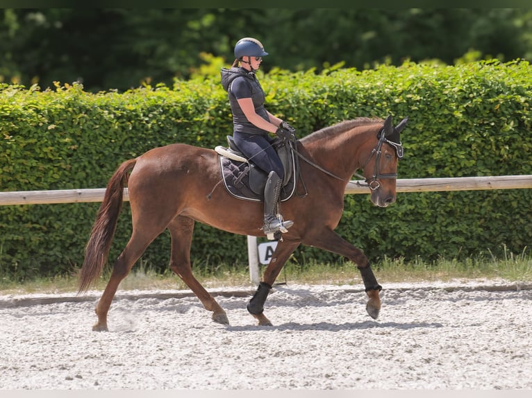 Andalusian Mare 9 years 15,3 hh Chestnut in Neustadt (Wied)