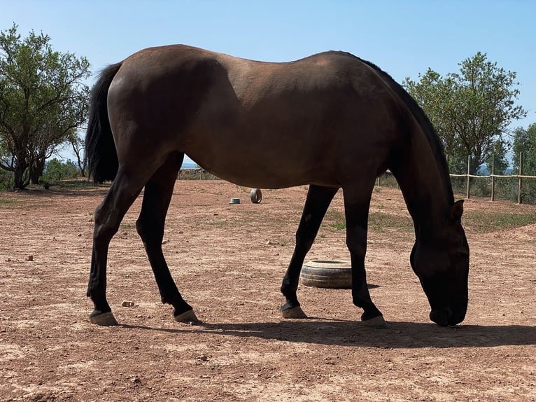 Andalusian Mare 9 years 16,2 hh Black in Copons