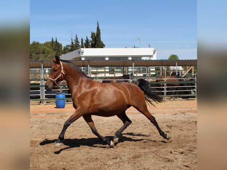 Andalusian Mare 9 years Bay in Badajoz