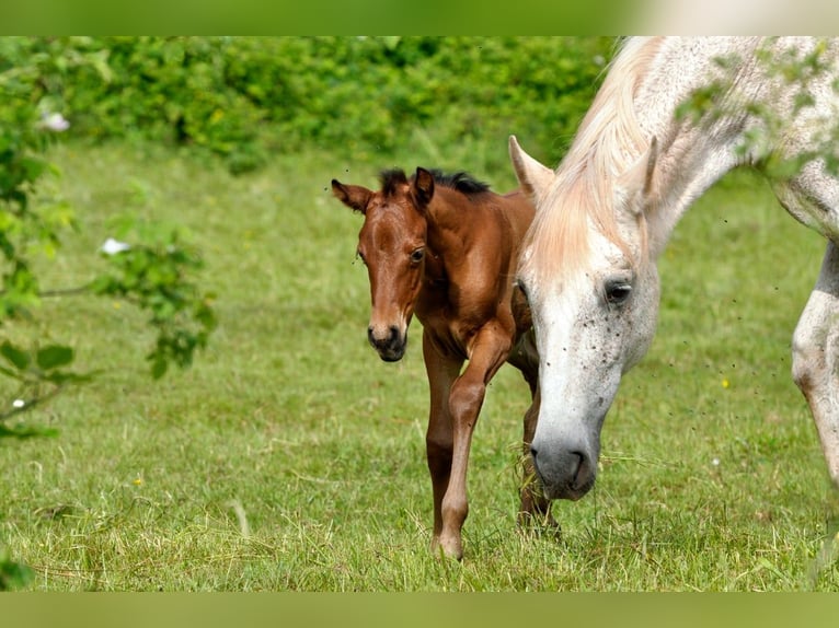 Andalusian Mare Foal (05/2026) 15.2 hh Brown in Rerik OT Russow