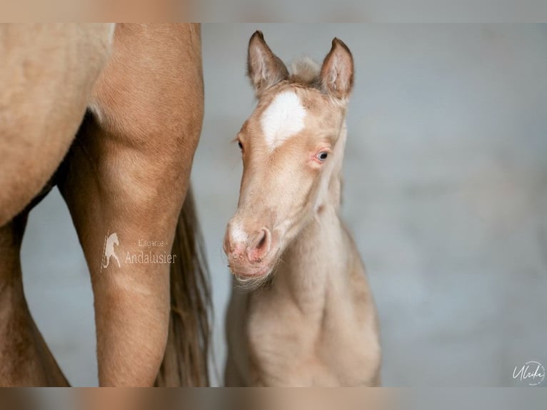 Andalusian Mare Foal (04/2026) 15.2 hh Pearl in Provinz Cordoba