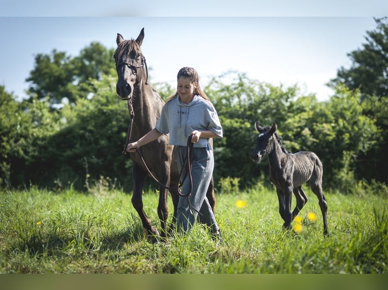 Andalusian Mare  15,2 hh Pearl in Ardenais