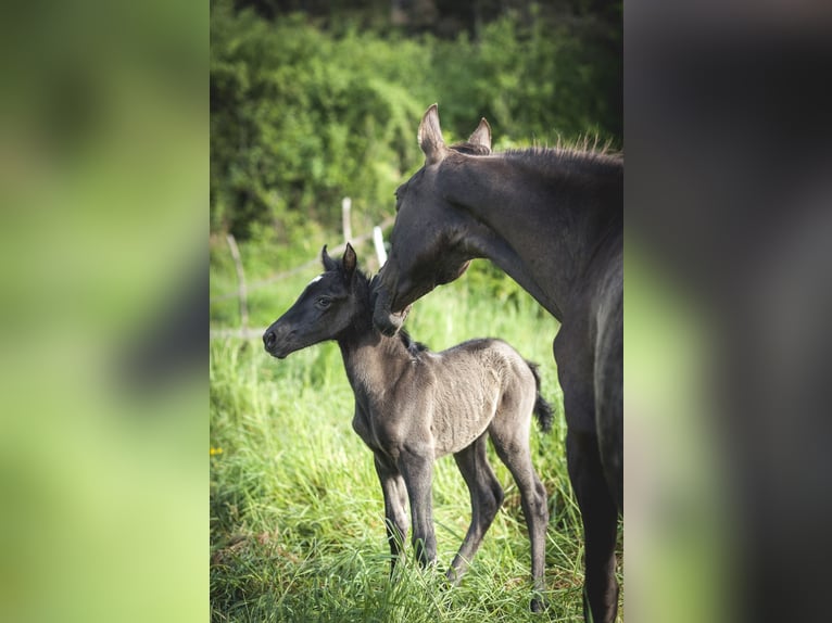 Andalusian Mare  15,2 hh Pearl in Ardenais