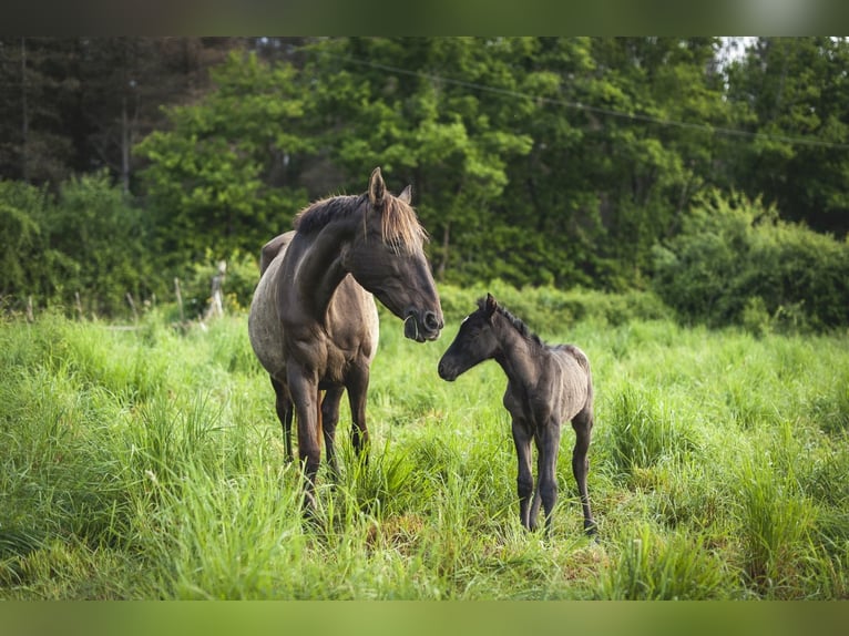Andalusian Mare  15,2 hh Pearl in Ardenais