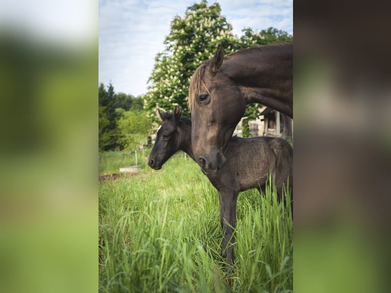 Andalusian Mare  15,2 hh Pearl in Ardenais