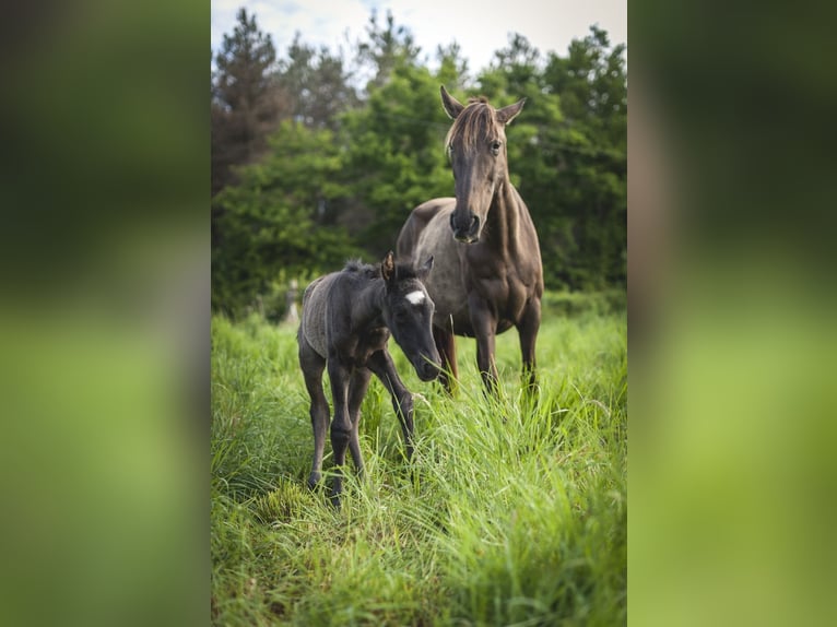 Andalusian Mare  15,2 hh Pearl in Ardenais