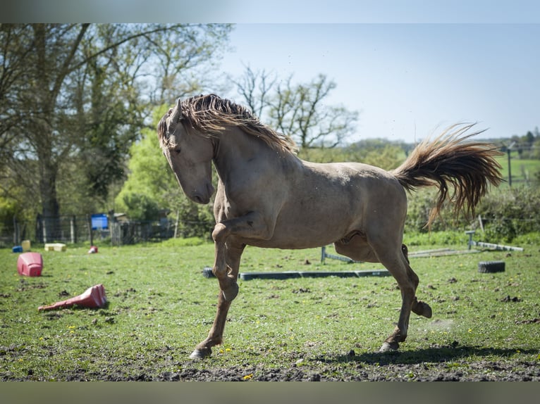 Andalusian Mare  15,2 hh Pearl in Ardenais