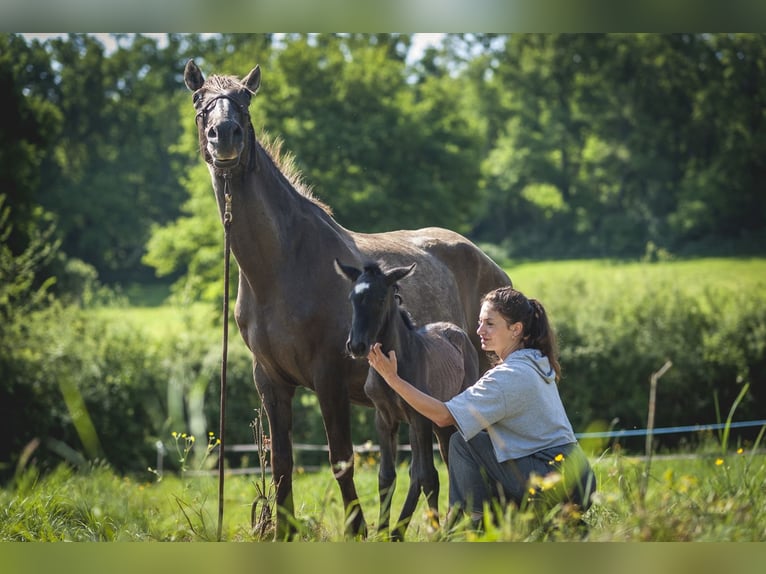 Andalusian Mare  15,2 hh Pearl in Ardenais