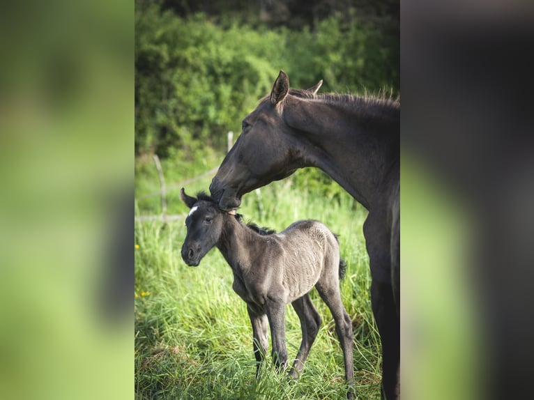 Andalusian Mare  15,2 hh Pearl in Ardenais
