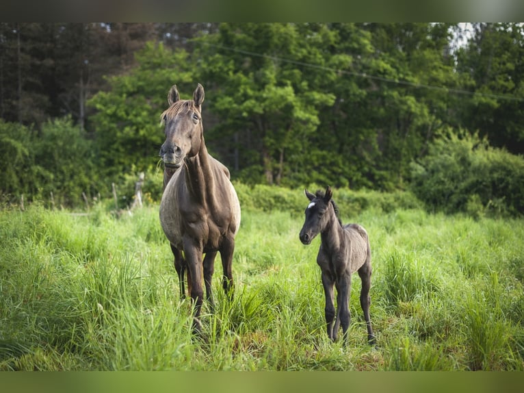 Andalusian Mare  15,2 hh Pearl in Ardenais