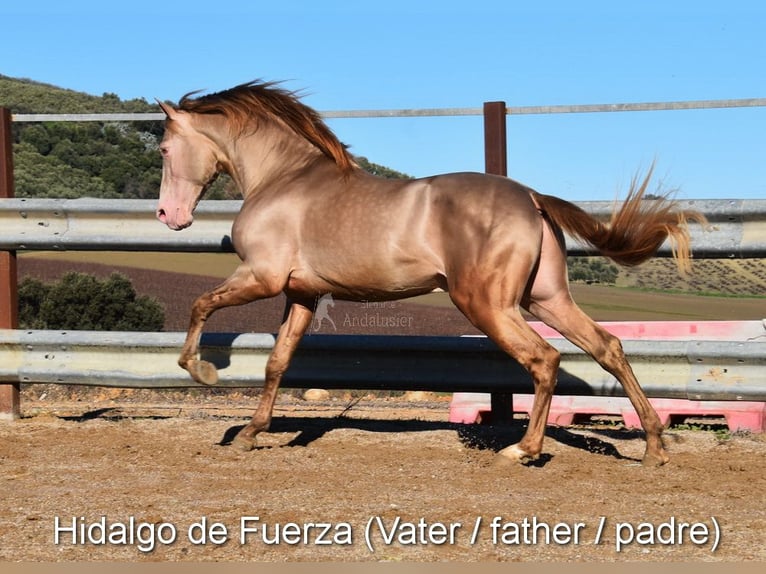 Andalusian Mare Foal (04/2026) 15,2 hh Pearl in Provinz Cordoba