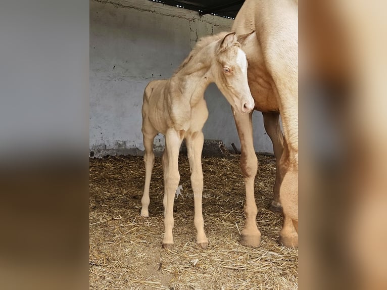 Andalusian Mare Foal (04/2026) 15,2 hh Pearl in Provinz Cordoba