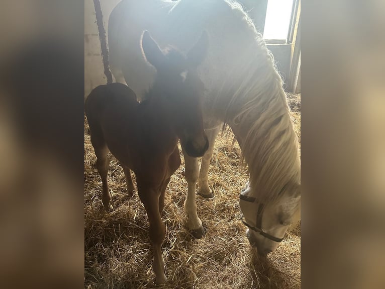 Andalusian Mix Mare Foal (04/2024) 16,1 hh Bay in Gers