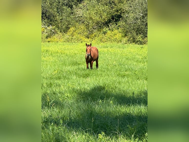 Andalusian Mix Mare Foal (04/2024) 16,1 hh Bay in Gers