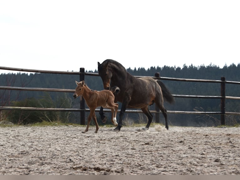 Andalusian Mare  Buckskin in Dochamps