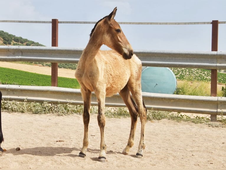 Andalusian Mare  Dun in Provinz Cordoba