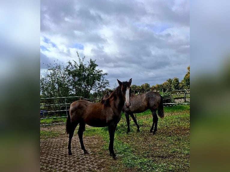 Andalusian Mare Foal (02/2025) Grey in Oberkr&#xE4;mer