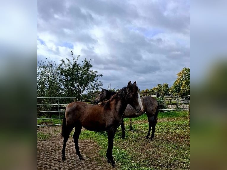 Andalusian Mare Foal (02/2025) Grey in Oberkr&#xE4;mer