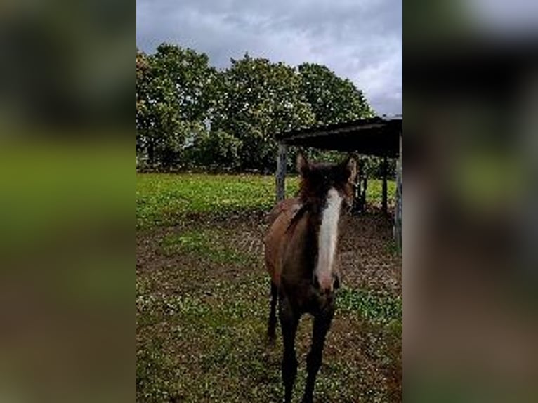 Andalusian Mare Foal (02/2025) Grey in Oberkr&#xE4;mer