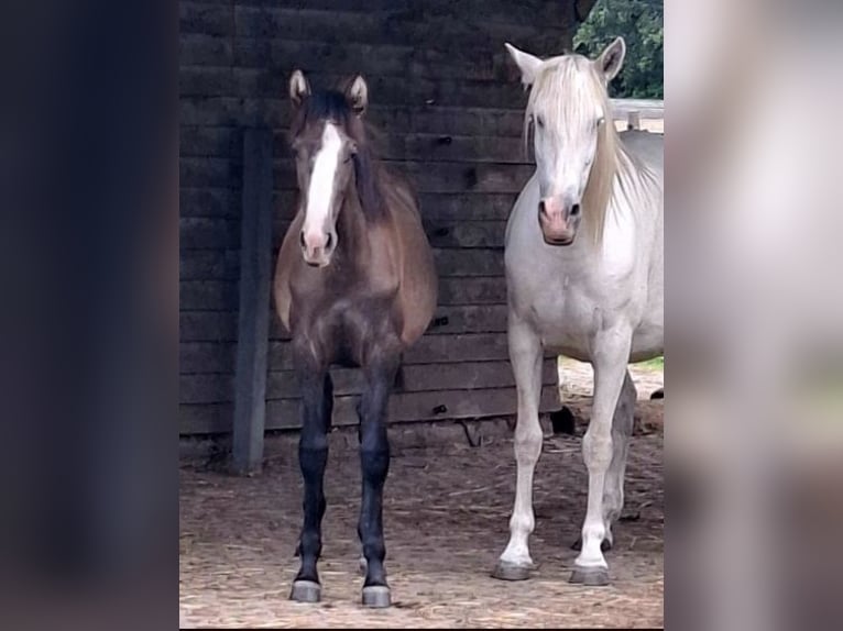 Andalusian Mare Foal (02/2025) Grey in Oberkr&#xE4;mer