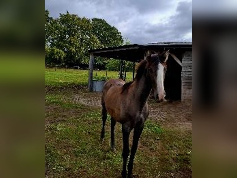 Andalusian Mare Foal (02/2025) Grey in Oberkr&#xE4;mer