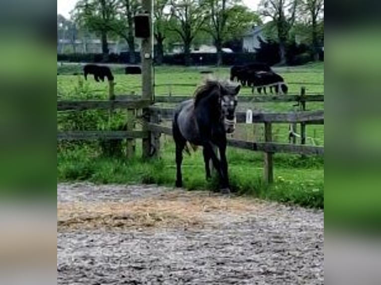 Andalusian Mare Foal (02/2025) Grey in Oberkr&#xE4;mer