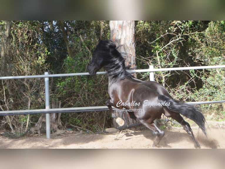 Andalusian Stallion 10 years 15.2 hh Black in Vejer de la Frontera