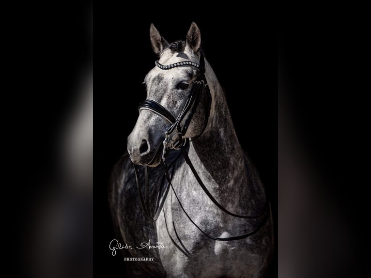 Andalusian Stallion 10 years 15,2 hh Dun in Baja