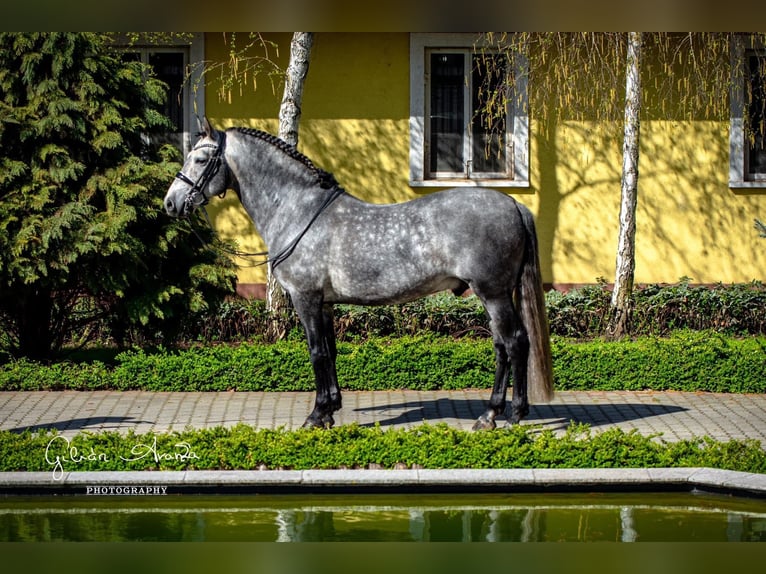 Andalusian Stallion 10 years 15,2 hh Dun in Baja