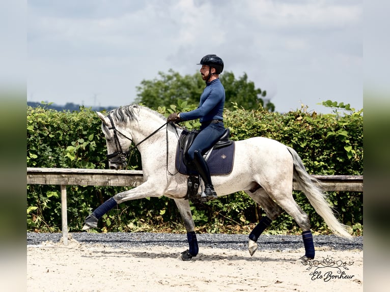 Andalusian Stallion 10 years 15,2 hh Gray-Fleabitten in Huy