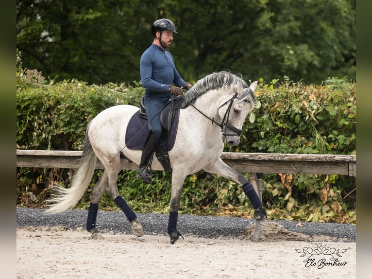 Andalusian Stallion 10 years 15,2 hh Gray-Fleabitten in Huy