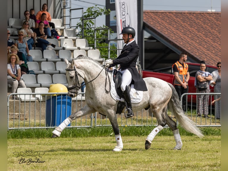 Andalusian Stallion 10 years 15,2 hh Gray-Fleabitten in Namur