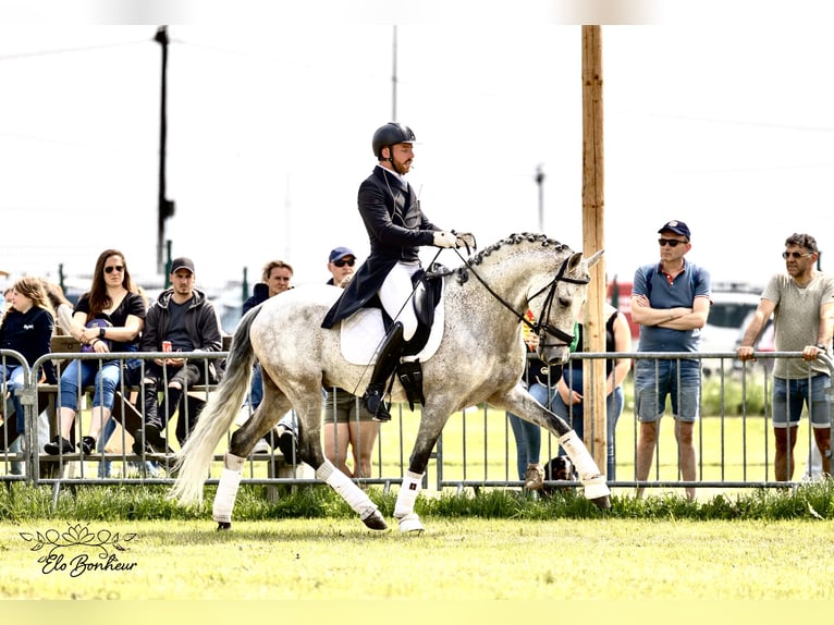 Andalusian Stallion 10 years 15,2 hh Gray-Fleabitten in Namur