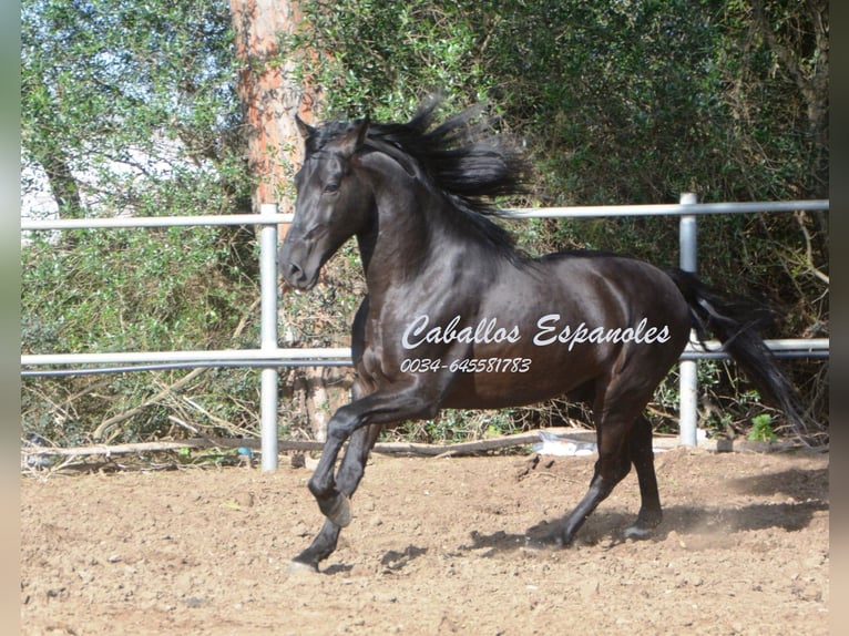 Andalusian Stallion 10 years 15,2 hh Black in Vejer de la Frontera