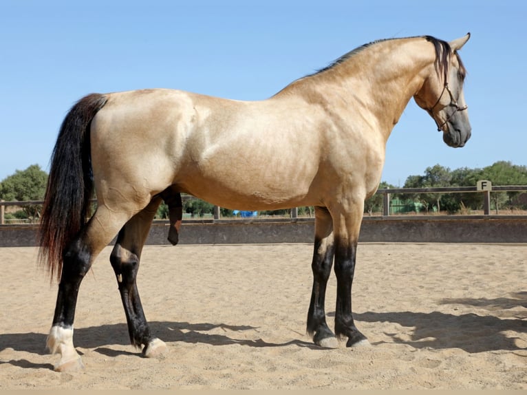 buckskin andalusian horses