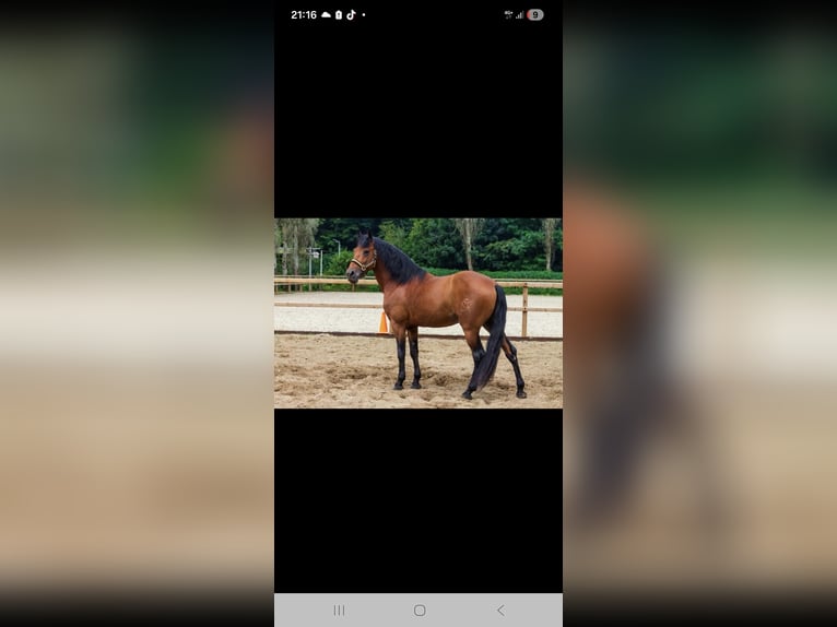 Andalusian Stallion 10 years 16 hh Brown in Vaals