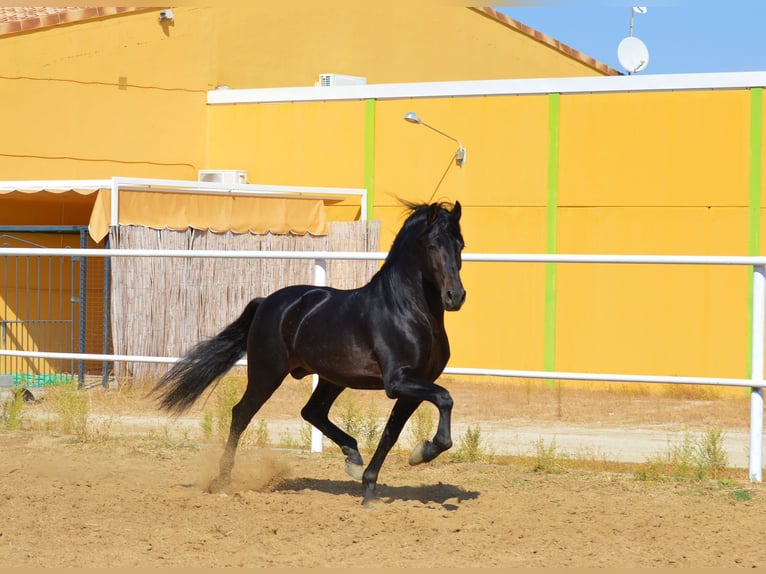 Andalusian Stallion 10 years 16 hh Brown in Castuera