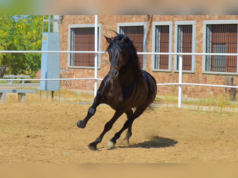 Andalusian Stallion 10 years 16 hh Brown in Castuera