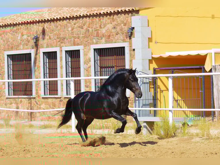 Andalusian Stallion 10 years 16 hh Brown in Castuera