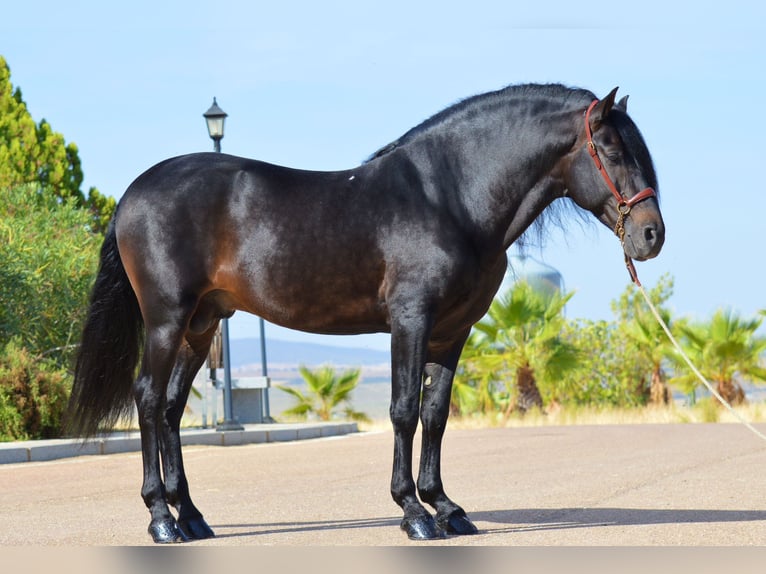 Andalusian Stallion 10 years 16 hh Brown in Castuera