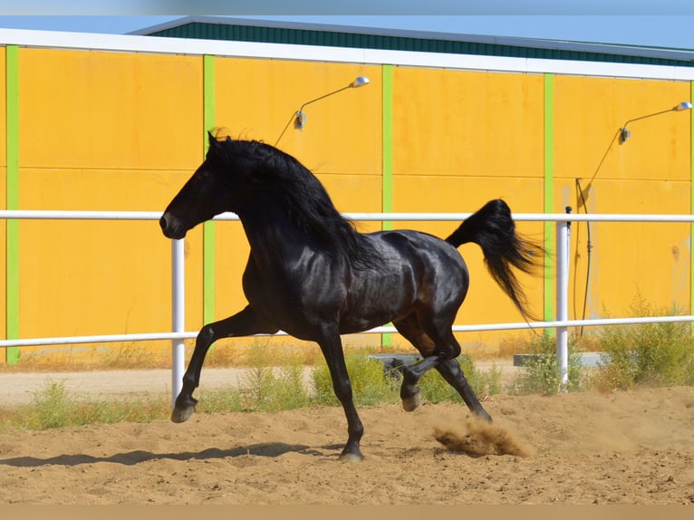 Andalusian Stallion 10 years 16 hh Brown in Castuera