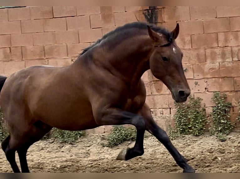 Andalusian Stallion 10 years 16,1 hh Bay in Mijas