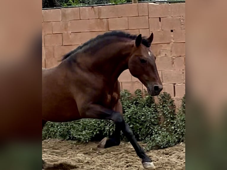 Andalusian Stallion 10 years 16,1 hh Bay in Mijas