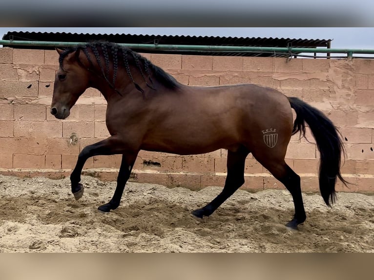Andalusian Stallion 10 years 16,1 hh Bay in Mijas