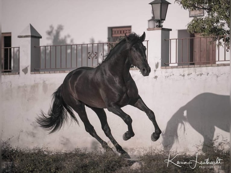 Andalusian Stallion 10 years 17 hh Smoky-Black in Puerto Real