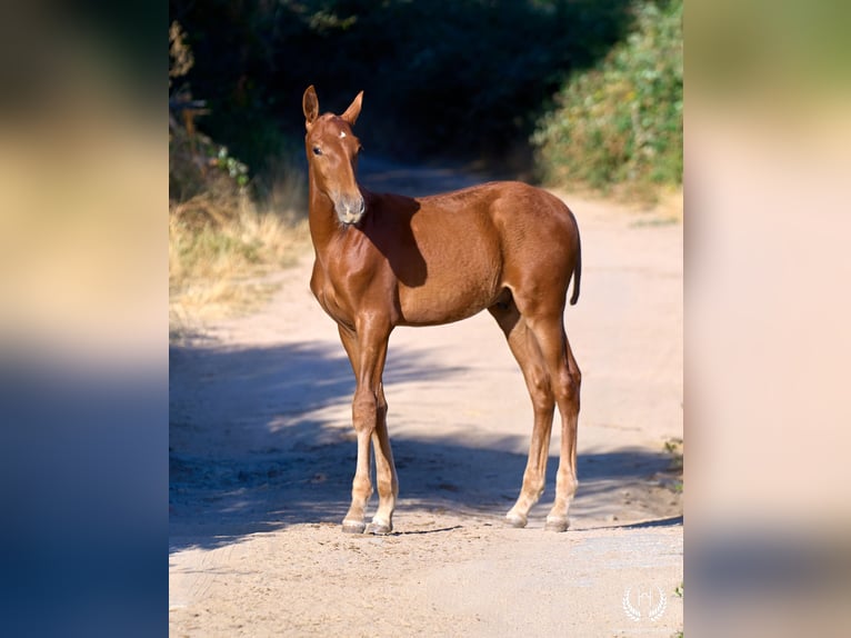 Andalusian Stallion 10 years Sorrel in Navalperal De Pinares