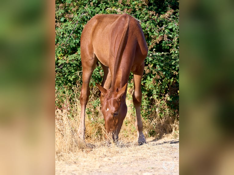 Andalusian Stallion 10 years Sorrel in Navalperal De Pinares