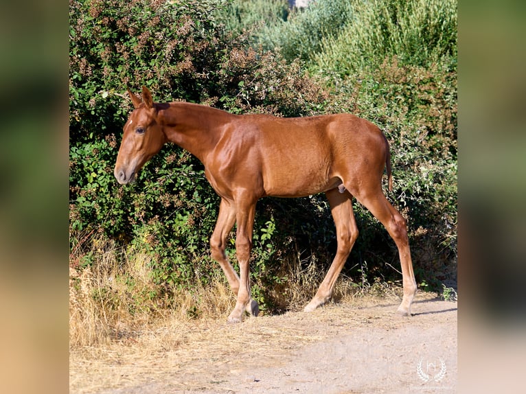 Andalusian Stallion 10 years Sorrel in Navalperal De Pinares