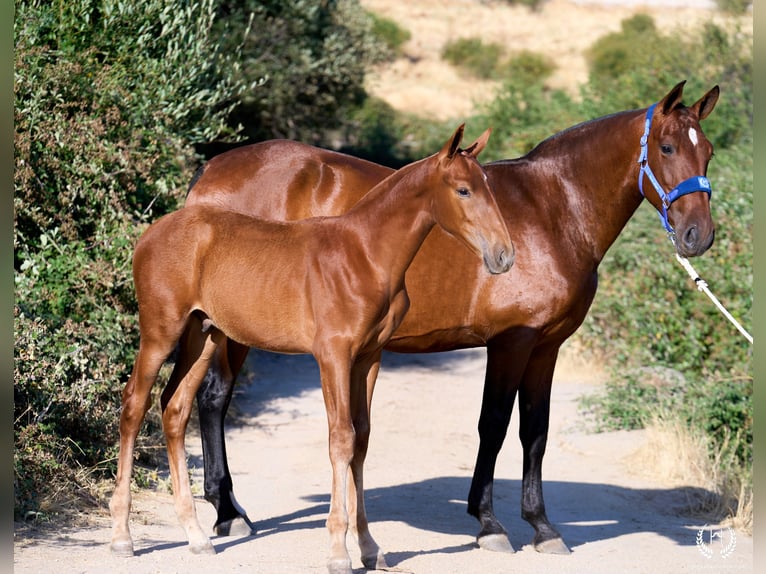 Andalusian Stallion 10 years Sorrel in Navalperal De Pinares